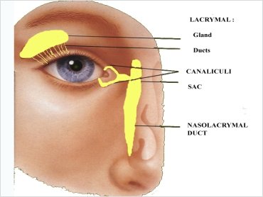 Corneal Abscess